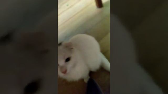 Муха в котлете!? смотреть онлайн