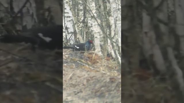 Весенняя охота! Тетерев смотреть онлайн