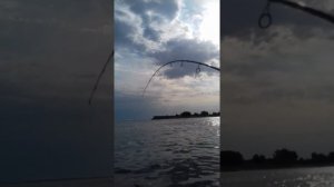 Ловля сома на Волге