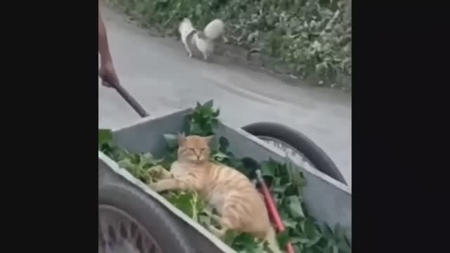 Попробуй не засмеяться, удивительно смешные кошечки и собачки, часть 37