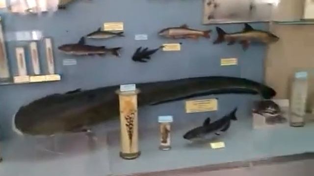 Музейна педагогіка. Нужна (Столярчук) А. Методика проведення екскурсії у музеї. Клас Риби. смотреть онлайн