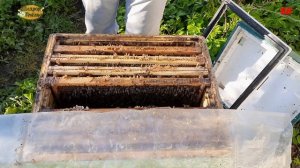 формирование отводков, противороевые меры, налет на матку