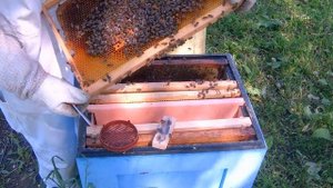 Подсадка маток за 3 дня В Отводки