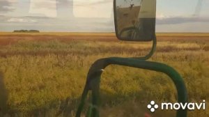 Косим молотим рапс косули ходят парами