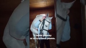 Уздечка  с мартингалом. Правильно снимаем с лошади и складываем.