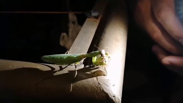 Богомол ест мотылька смотреть онлайн