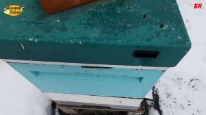 ПЧЕЛОВОДСТВО, ОСМОТР СЕМЕЙ, КОНТРОЛЬ РАСПОЛОЖЕНИЯ КЛУБА