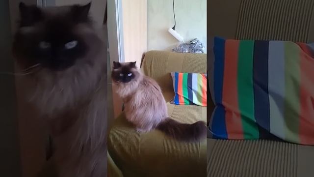 Кот пытается открыть раздвижную дверь
