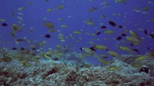 Поверь в мечту