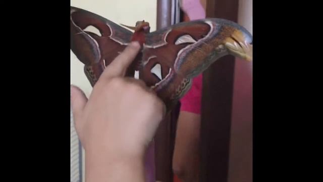 Павлиноглазка Атлас смотреть онлайн