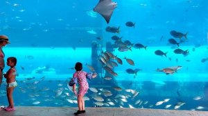 Самый большой в мире аквапарк  Aquaventure Waterpark. В отеле ATLANTIS THE PALM в Дубаи