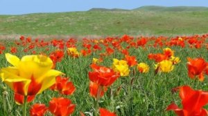 Информационная рубрика для детей "Волшебное путешествие по стране Казахстан"