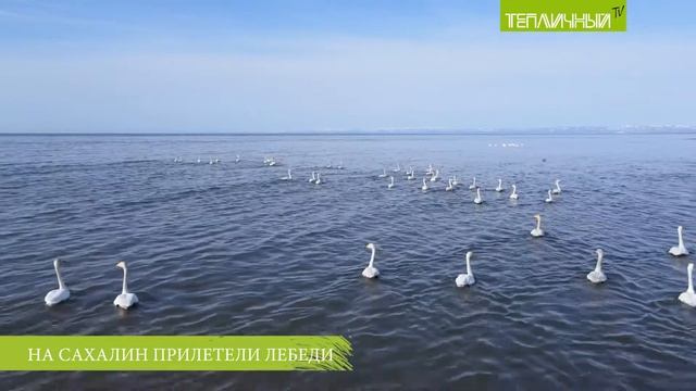 На Сахалин прилетели лебеди смотреть онлайн