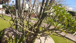 jaz belvedere обзор жилой територии.