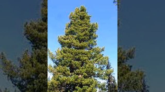 ВЛАДИМИР МЕГРЕ "РОДОВАЯ КНИГА" смотреть онлайн