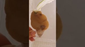 Тёрка (радула) ахатин (брюхоногих моллюсков). Питание брюхоногих моллюсков ахатин.