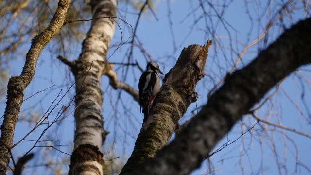 Большой пестрый дятел смотреть онлайн