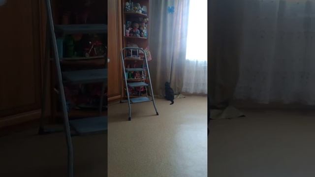 Кошка смотрит бабочка я сама сделала. 🤩😍🎉😘 смотреть онлайн