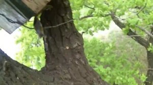 На какие деревья я ставлю ловушки для пчёл. Пчеловодство. Ловля роёв. Жизнь в деревне.