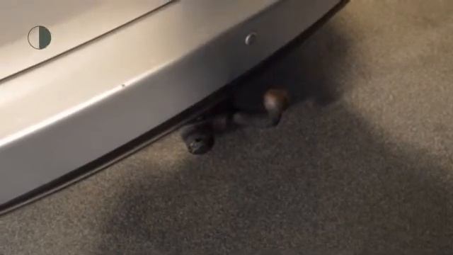 Kia Carens 2.0 CVVT X-ECUTIVE смотреть онлайн