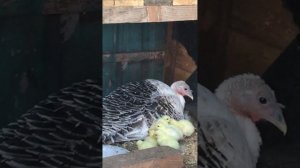 Индюшка с индюшатами