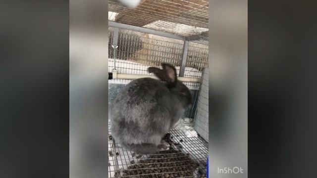 #кроликибезпрививок Кролики без прививок .