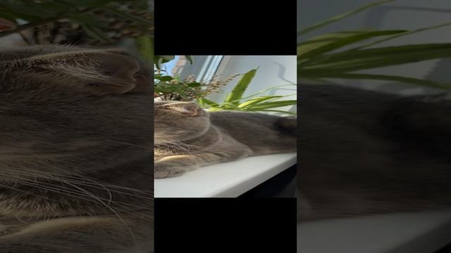 Кот отдыхает