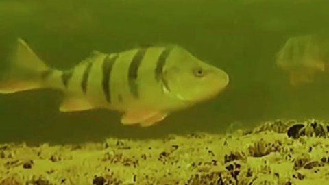 зимняя рыбалка,