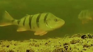 зимняя рыбалка,