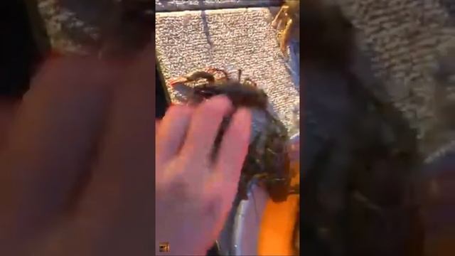 РАКИ НА ДНЕПРЕ. НАЛОВИЛИ 2 ВЕДРА РАКОВ НА ДНЕПРЕ! смотреть онлайн