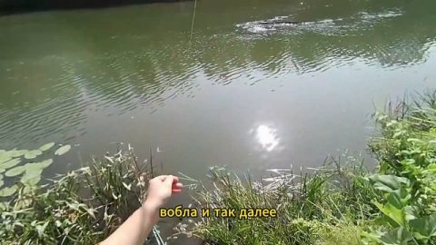 Факты о плотве. Где и как ловить. Виды плотвы. Особенности