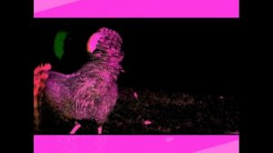 Walka Lika Chicken Do - Chanting Cold Motors [2014-07-02]