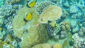 Электрический скат/Египет/Красное море/Ras Um Sid/Egypt/Red sea/