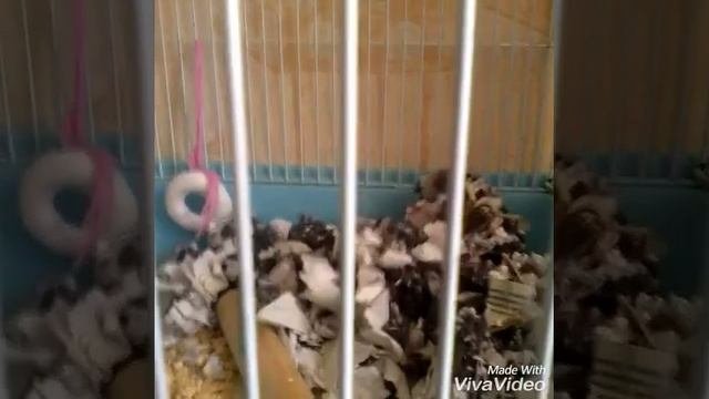 Какой корм лучше для хомяков!!?!