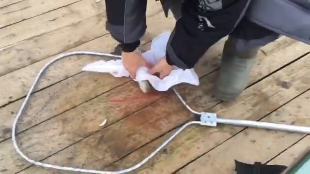 Безлимит - форель на маггот смотреть онлайн