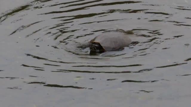 ミシシッピーアカミミガメ 調布地区 2023 05 19 смотреть онлайн