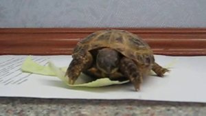 Черепаха ест капусту