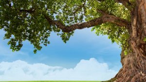 12.10.2024 Денис Орловский - Сядь под дубом, чтобы не дать  дуба