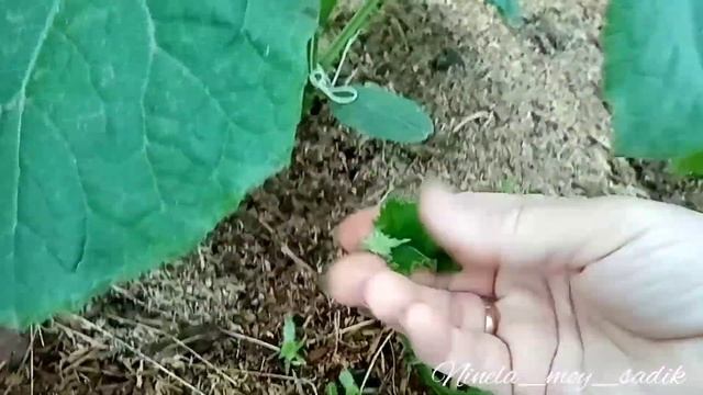 Ведение огурцов в 1 ствол, первые прищипки, вертикальная подвязка.