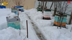 пчеловодство, не лезьте в ульи зимой посвящение В Жукову