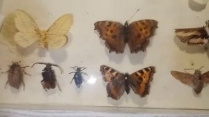 Коллекция насекомых - остатки