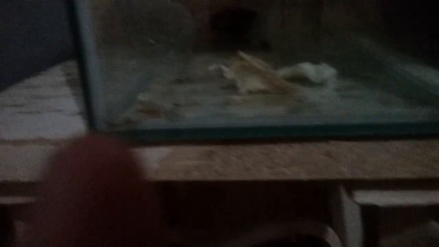 Кормлю Алиску и показываю животных. смотреть онлайн