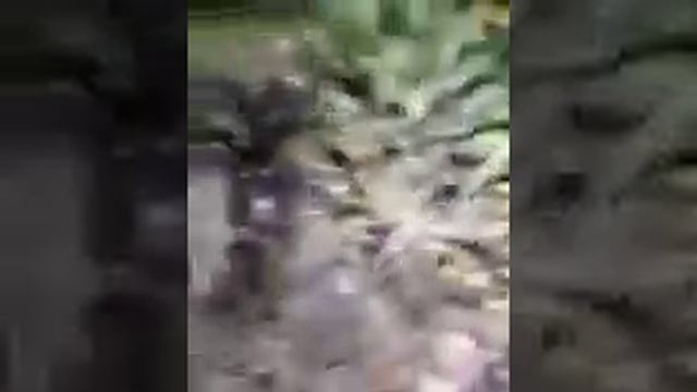 Носик у ежика смотреть онлайн