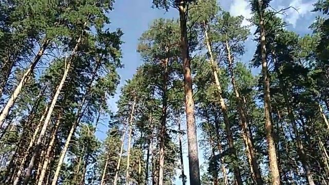 RUSSIA ТОЛЬЯТТИ С ДНЕМ РАБОТНИКА ЛЕСА ТЛТ -YOUTUBE смотреть онлайн