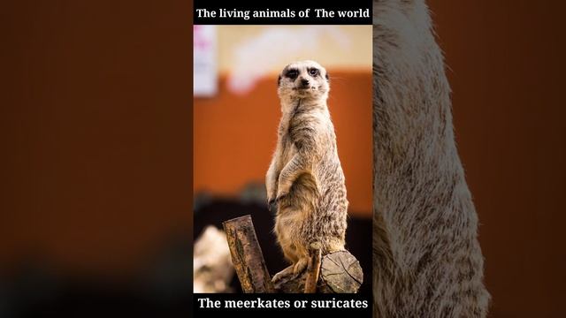The living animals of the world The meerkates or suricates