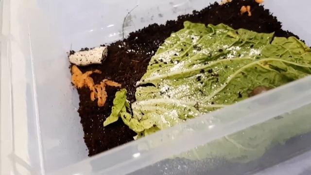 Новый питомец улитка ахатина иммак смотреть онлайн