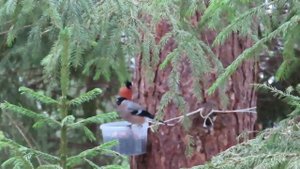 №4885 31 03 2024 Птицы на кормушке Голоса птиц