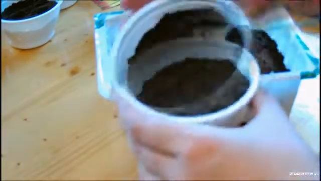 Садовая земляника семенами смотреть онлайн