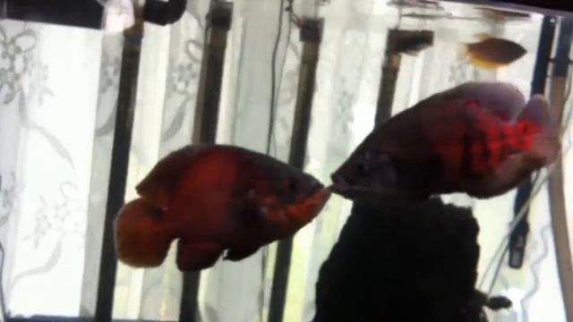 Red devil Oscar and a tiger Oscar in a close meeting ! смотреть онлайн