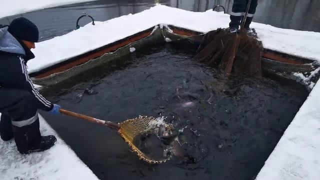 Запуск форели 7 января 2021 г.